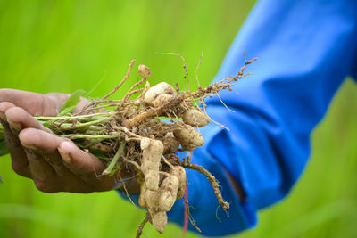 Fresh peanuts plants with roots