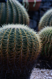 Close-up of cactus plant growing on field