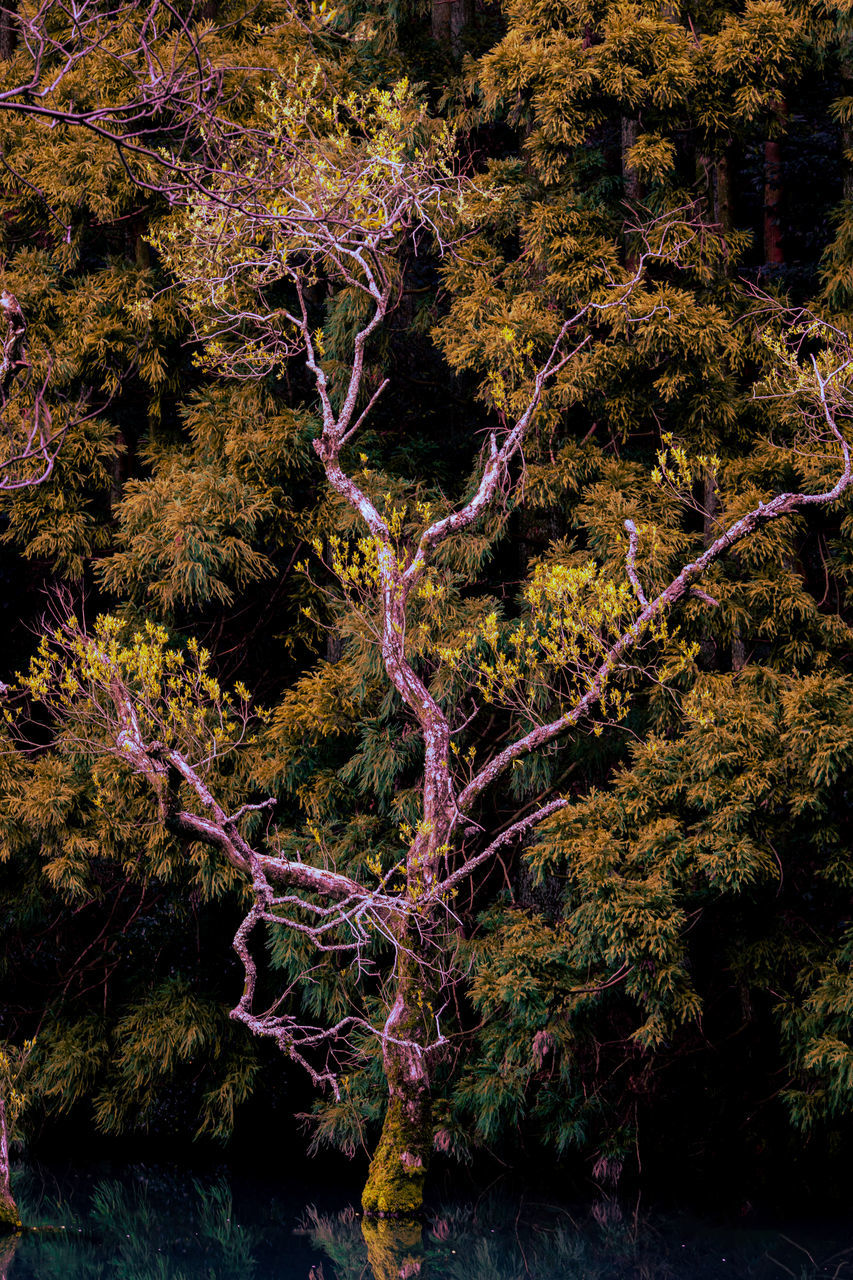 AUTUMN TREES IN FOREST