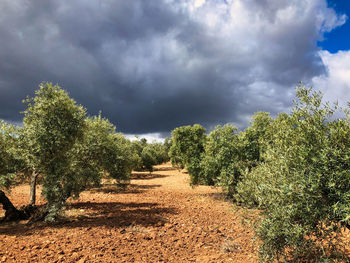 Scenic view of trees against sky