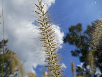 Low angle view of trees against sky