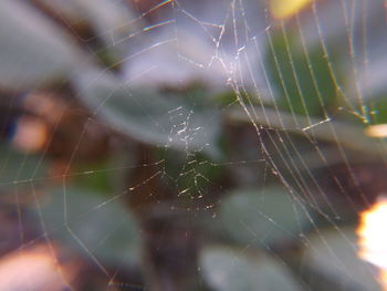 Close-up of spider web