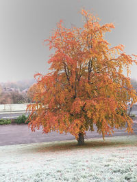 Trees on field against clear sky during autumn