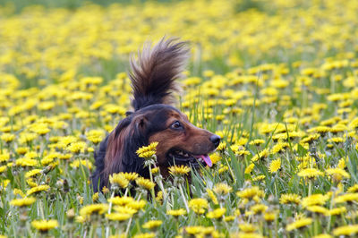 Dachshund on the dandelions meadow