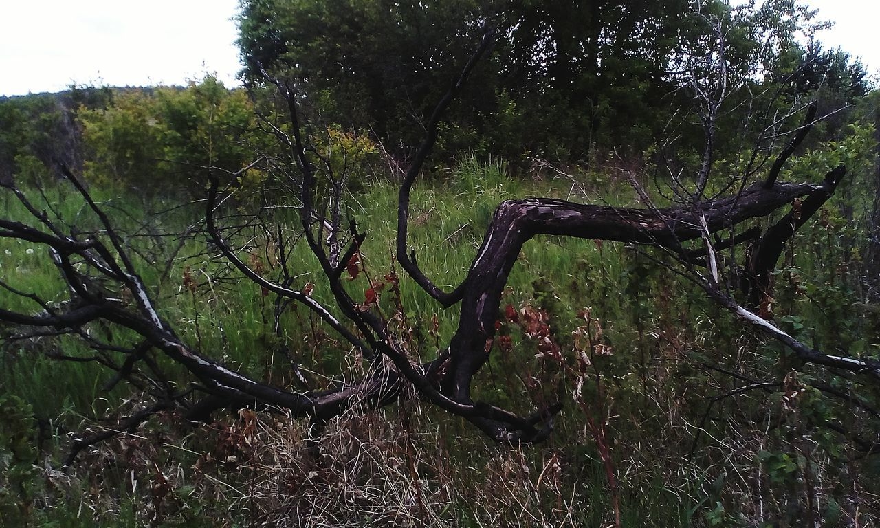 tree, tranquility, nature, no people, tranquil scene, outdoors, beauty in nature, day, landscape, forest, branch, scenics