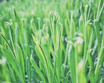 Close-up of plant growing on field