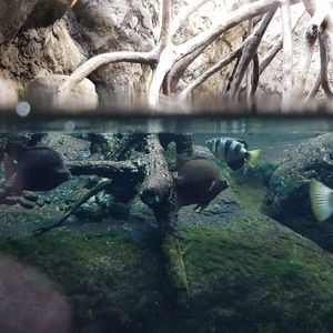 View of birds in lake
