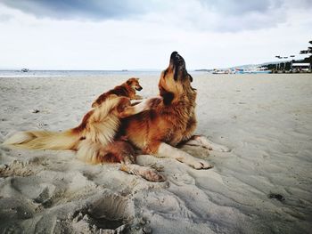Close-up of dogs sitting on beach against sky