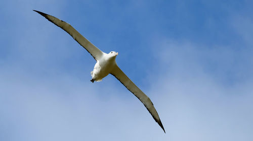Low angle view of albatross flying against misty blue sky