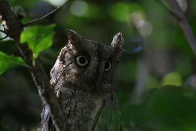 Close-up of bird