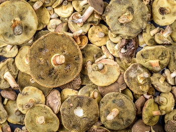 Background of bay boletus mushrooms