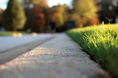 Surface level of sidewalk by grass