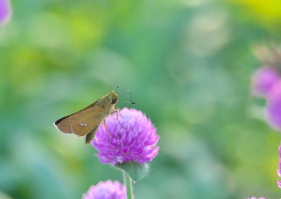 Close-up of insect on flower