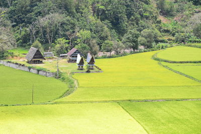 Scenic view of trees on landscape