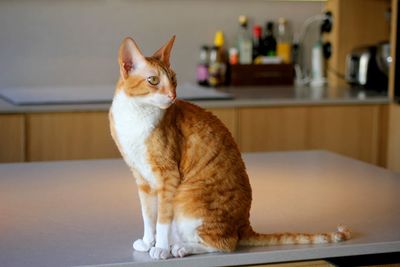 Cornish rex cat sitting on a table at home