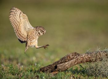 Close-up of owl flying over field