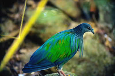 Close-up of a bird