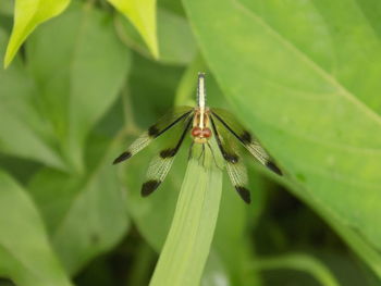 Close-up of insect on leaf