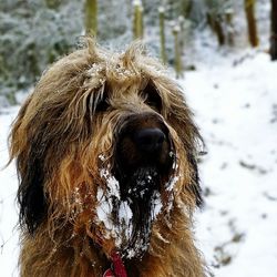 Close-up of dog