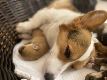 Close-up of a dog sleeping