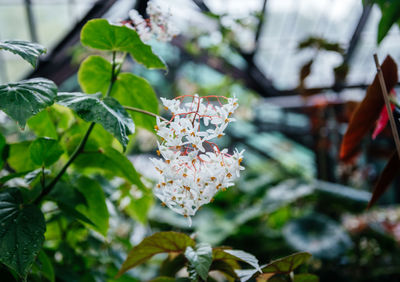Close-up of cherry blossom