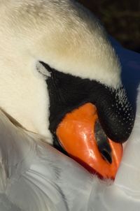 Close-up of swan