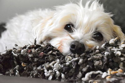 Close-up portrait of a little white  dog with big black eyes on a blanket