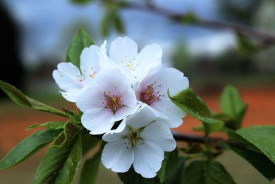 Close-up of white flower