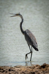 High angle view of gray heron on beach