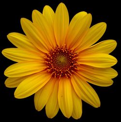 Close-up of yellow flower against black background