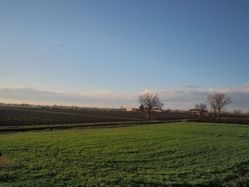 Scenic view of agricultural field against sky