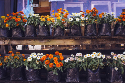 Flowers growing in greenhouse