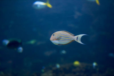 Big silver fish with brilliant silver colors, shiny, lonely