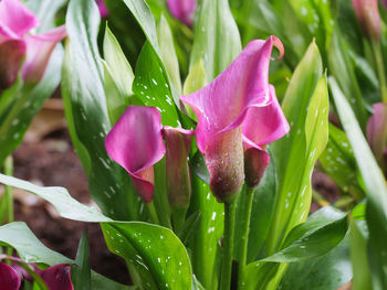 Close-up of pink flowering plant