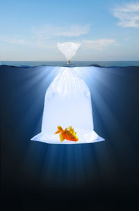 White flower on sea shore against sky