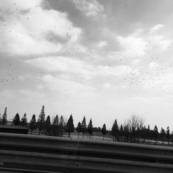 Birds flying over trees