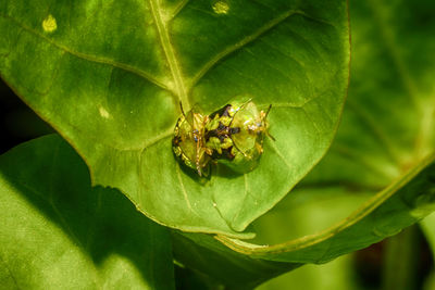 Close-up of insect on leaf