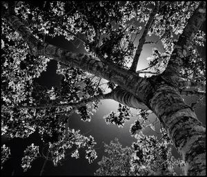 Low angle view of trees