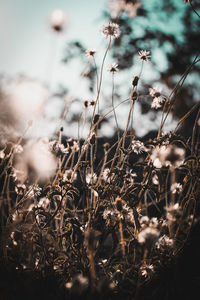 Close-up of dry plants on field