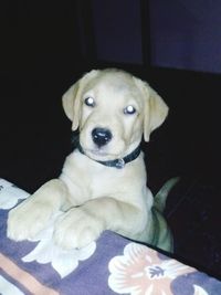 Close-up portrait of dog