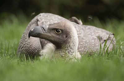 Close-up of a bird on field