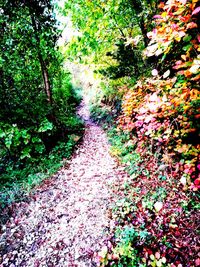 Footpath amidst trees in forest during autumn