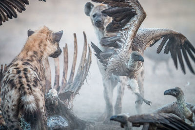 Close-up of hyena and birds