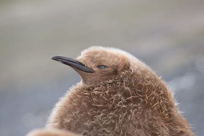 Close-up of a bird looking away