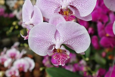 Close-up of pink orchid blooming