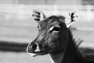 Close-up of a horse