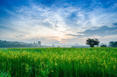 Scenic view of field against sky