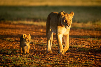 Full length of a cat on field