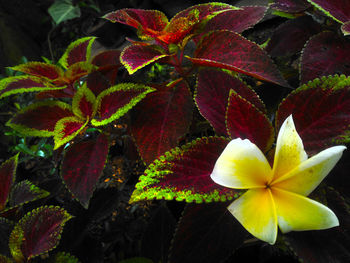 Close-up of yellow flowering plant