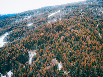 Scenic view of pine trees in forest